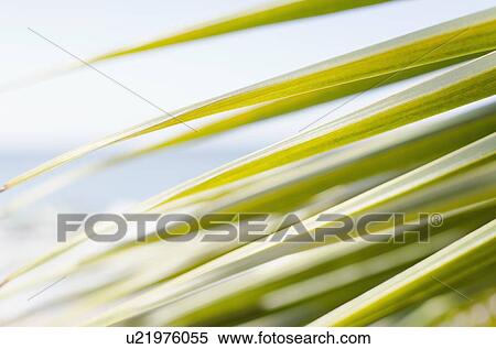 USA, Puerto Rico, Ricon, Palm leaf View Large Photo Image Stock Photography - USA, Puerto Rico, Ricon, Palm leaf. Fotosearch