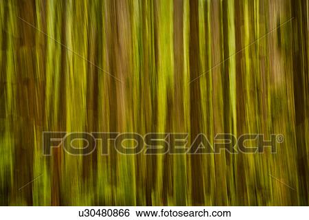USA, Washington, Blurred tree trunks View Large Photo Image Stock Photograph - USA, Washington, Blurred tree trunks . Fotosearch