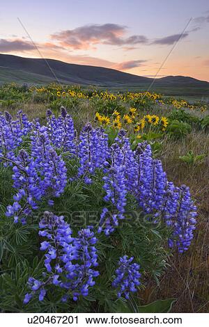 USA, Washington, Dalles Mountain State Park, Landscape with lupine flower in foreground View Large Photo Image Stock Image - USA, Washington, Dalles Mountain State Park, Landscape with lupine flower in foreground. Fotosearch