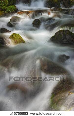 Stock Image - USA, Washington, Hoh Rainforest, Forest creek. Fotosearch
