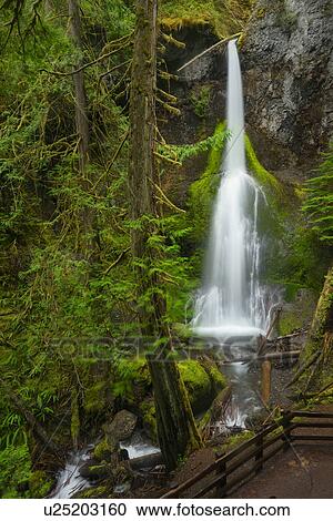 Stock Image - USA, Washington, Olympic National Park, Marymere Falls. Fotosearch