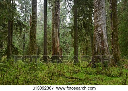 USA, Washington, Olympic National Park, Old trees in forest View Large Photo Image Stock Photo - USA, Washington, Olympic National Park, Old trees in forest. Fotosearch