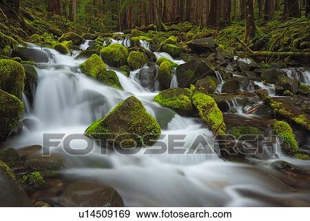 Stock Photo - USA, Washington, Olympic National Park, Forest creek. Fotosearch