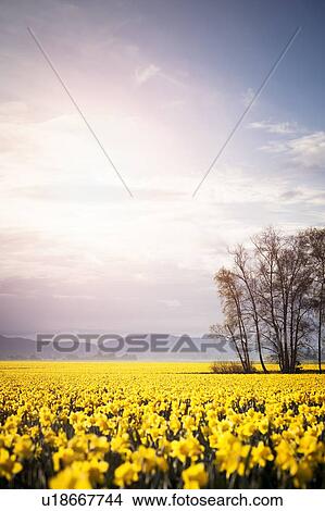 Picture - USA, Washington, Skagit Valley, Landscape with daffodil field. Fotosearch