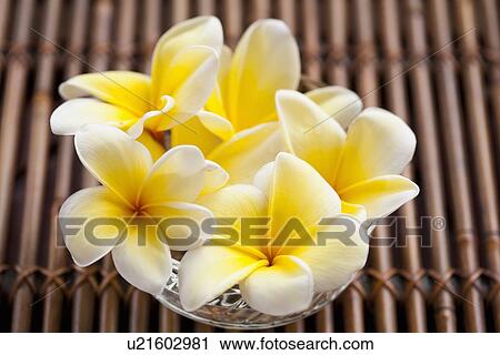 Vase with plumeria bouquet View Large Photo Image Stock Image - Vase with plumeria bouquet. Fotosearch