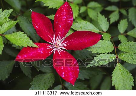 Stock Photo - Wet leaves and tropical flower. Fotosearch
