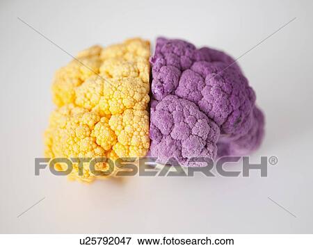 Stock Photo - Yellow and purple cauliflower, studio shot. Fotosearch