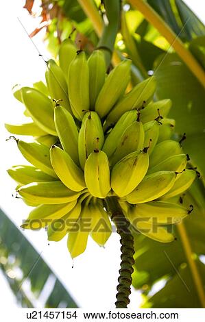 Picture - Bananas growing on tree. Fotosearch
