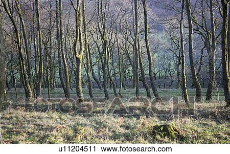 Stock Image - Bare trees in forest. Fotosearch