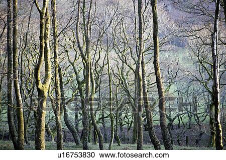 Bare trees in forest View Large Photo Image Stock Image - Bare trees in forest. Fotosearch