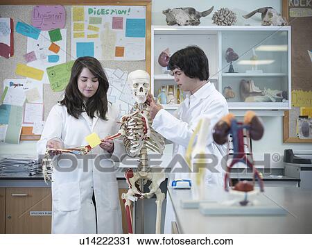 Stock Image - Biology students studying skeleton. Fotosearch