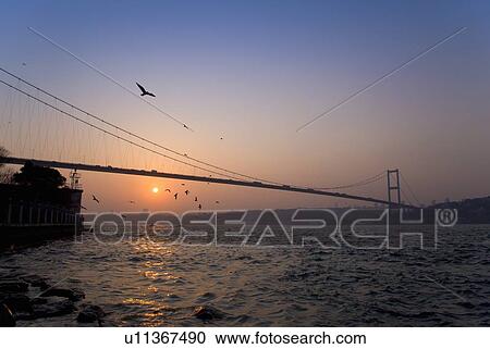 Birds flying over Bosphorus Bridge, Istanbul, Turkey View Large Photo Image Stock Image - Birds flying over Bosphorus Bridge, Istanbul, Turkey. Fotosearch