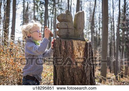 Boy examining pine cone in forest View Large Photo Image Stock Image - Boy examining pine cone in forest. Fotosearch