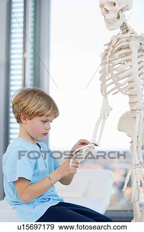 Stock Photo - Boy examining skeleton at doctor. Fotosearch