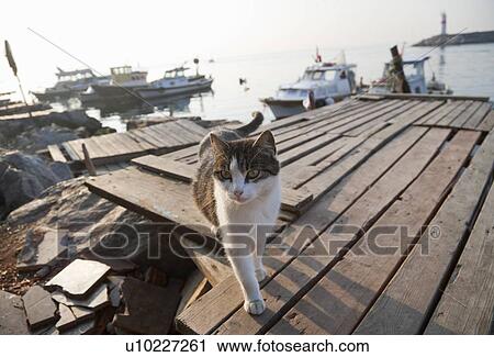 Stock Image - Cat walking on pier. Fotosearch