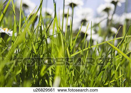Close up of blades of grass in field View Large Photo Image Stock Image - Close up of blades of grass in field. Fotosearch
