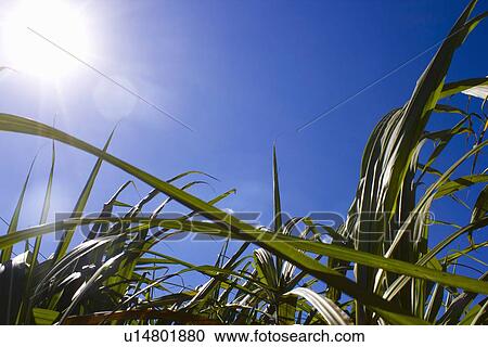 Stock Image - Close up of blades of tall grass. Fotosearch