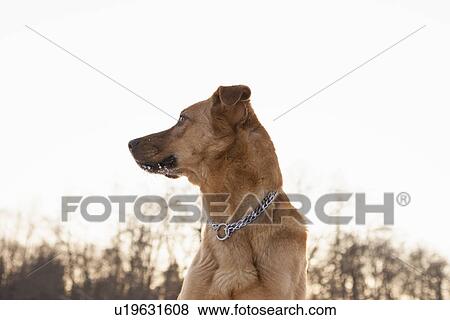 Stock Photo - Close up of dog standing outdoors. Fotosearch