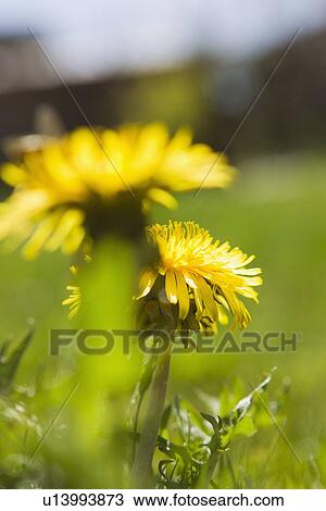Close up of flowers growing in field View Large Photo Image Stock Image - Close up of flowers growing in field. Fotosearch