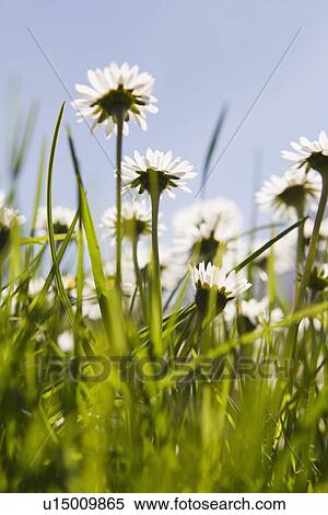 Close up of flowers growing in field View Large Photo Image Stock Photography - Close up of flowers growing in field. Fotosearch
