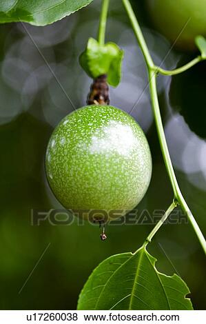 Close up of fruit growing on tree View Large Photo Image Stock Photo - Close up of fruit growing on tree. Fotosearch