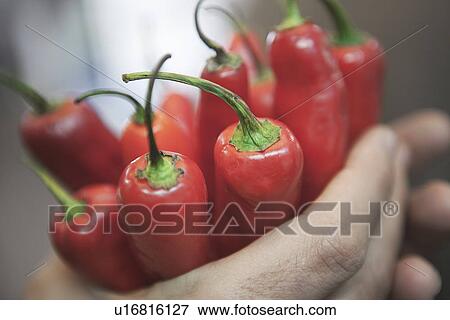 Close up of hands holding peppers View Large Photo Image Stock Photo - Close up of hands holding peppers. Fotosearch