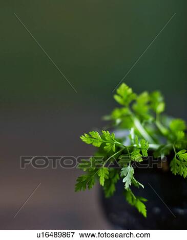 Close up of herb leaves View Large Photo Image Stock Photo - Close up of herb leaves. Fotosearch