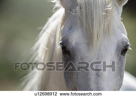 Close up of horses eyes View Large Photo Image Stock Image - Close up of horses eyes. Fotosearch