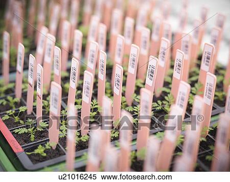 Close up of labels in potted plants View Large Photo Image Stock Photography - Close up of labels in potted plants. Fotosearch