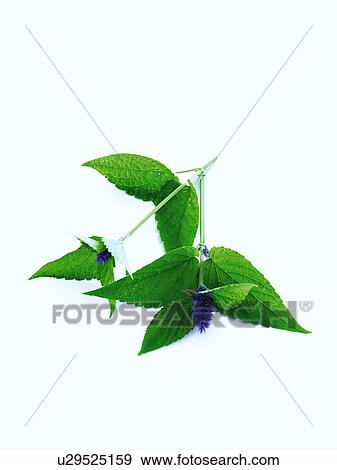 Close up of mint leaves and flowers View Large Photo Image Stock Photo - Close up of mint leaves and flowers. Fotosearch