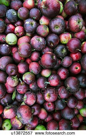 Close up of pile of fruit View Large Photo Image Stock Photo - Close up of pile of fruit. Fotosearch