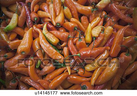 Close up of pile of peppers View Large Photo Image Stock Photo - Close up of pile of peppers. Fotosearch