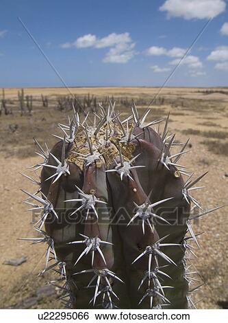 Close up of spiny cactus plant in desert View Large Photo Image Stock Photograph - Close up of spiny cactus plant in desert. Fotosearch