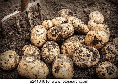 Close up of unearthed potatoes in garden View Large Photo Image Stock Photograph - Close up of unearthed potatoes in garden. Fotosearch