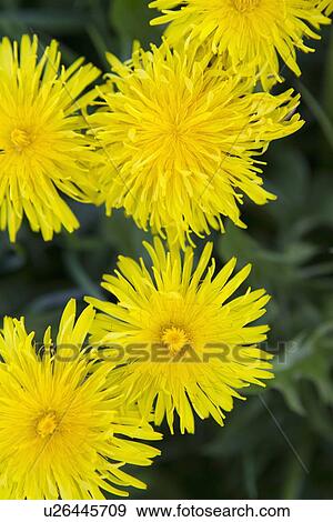 Close up of yellow flowers View Large Photo Image Stock Photo - Close up of yellow flowers. Fotosearch