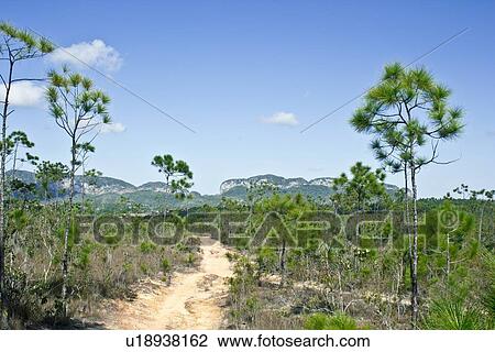 Dirt path in forest View Large Photo Image Stock Image - Dirt path in forest. Fotosearch