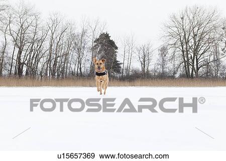 Dog running in snowy field View Large Photo Image Stock Photo - Dog running in snowy field. Fotosearch