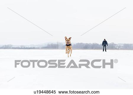 Dog running in snowy field View Large Photo Image Stock Photography - Dog running in snowy field. Fotosearch