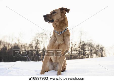 Dog sitting in snowy field View Large Photo Image Stock Image - Dog sitting in snowy field. Fotosearch