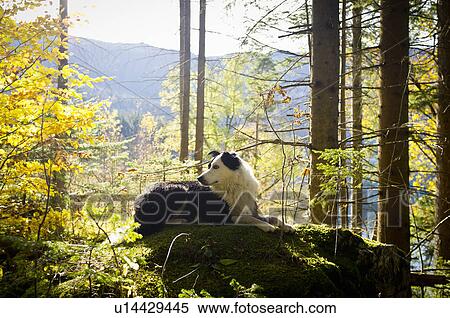 Stock Photography - Dog sitting on mossy rock in forest. Fotosearch