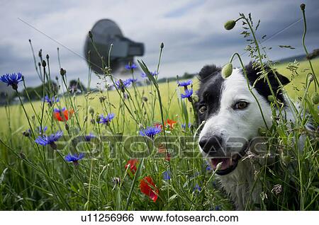Dog walking in tall grass View Large Photo Image Stock Photograph - Dog walking in tall grass. Fotosearch