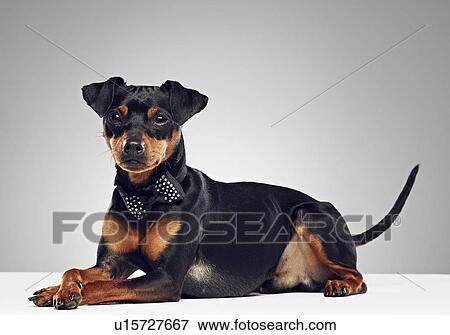 Dog wearing bow tie View Large Photo Image Stock Photo - Dog wearing bow tie. Fotosearch