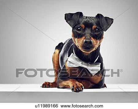 Stock Photograph - Dog wearing bow tie. Fotosearch