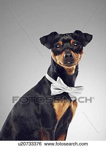 Dog wearing bow tie View Large Photo Image Stock Photograph - Dog wearing bow tie. Fotosearch