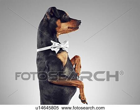 Stock Photography - Dog wearing bow tie. Fotosearch