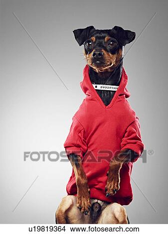 Dog wearing hooded sweatshirt View Large Photo Image Picture - Dog wearing hooded sweatshirt. Fotosearch