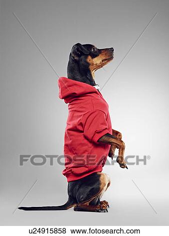Dog wearing hooded sweatshirt View Large Photo Image Stock Photo - Dog wearing hooded sweatshirt. Fotosearch