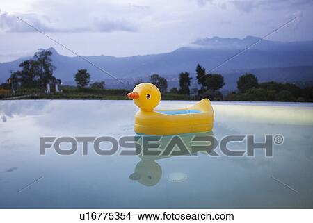 Picture - Duck floating in still swimming pool. Fotosearch