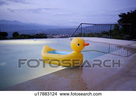Picture - Duck floating in still swimming pool. Fotosearch