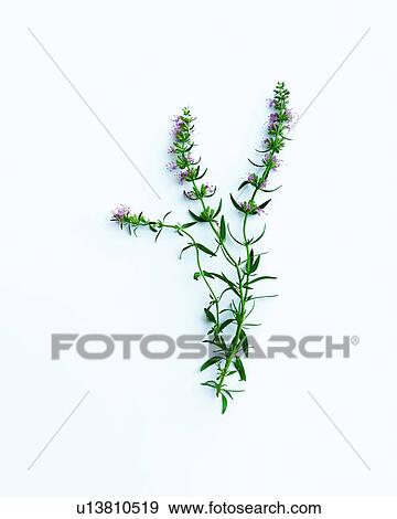 Flower stems and leaves View Large Photo Image Stock Photo - Flower stems and leaves . Fotosearch